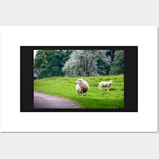 Sheep Posters and Art